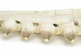 Partial Mosasaur Jaw with Seven Teeth - Morocco #220672-8